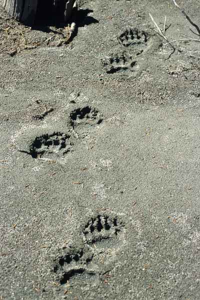 Bear tracks in sand to illustrate the risks that used to trigger fight or flight response